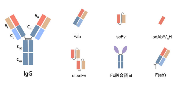 scFv/Fab抗体片段表达